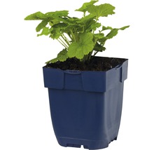 Pelargonie v květináči