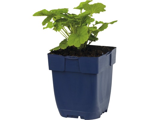 Pelargonie v květináči