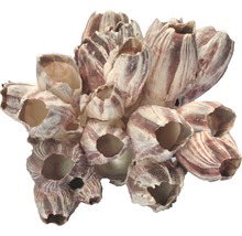 Dekorativní objekt svijonožci