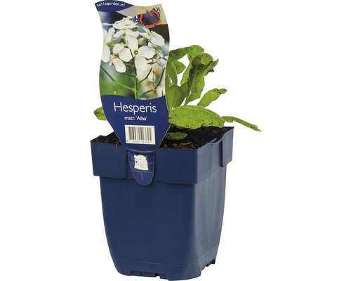 Večernice vonná FloraSelf Hesperis matronalis 'Alba' výška 5-20 cm květináč 0,5 l Fialka noční ''Alba'' v květináči