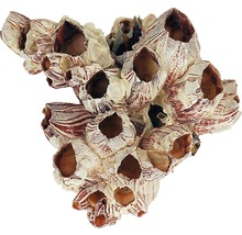 Dekorace do akvária, svijonožci