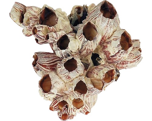 Dekorace do akvária, svijonožci