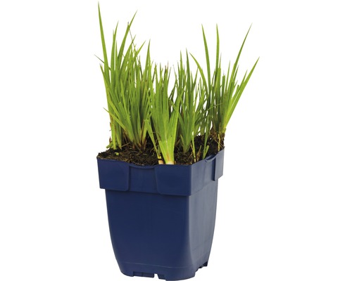 Kosatec bahenní v květináči