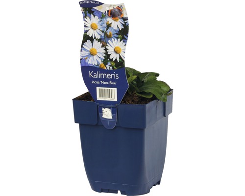 Kalimeris incisa Nana Blue v květináči