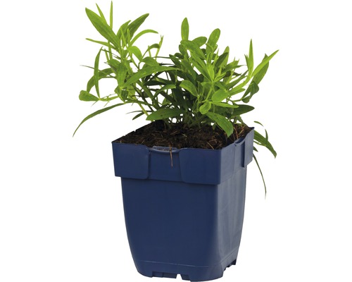 Rostlina estragonu v květináči