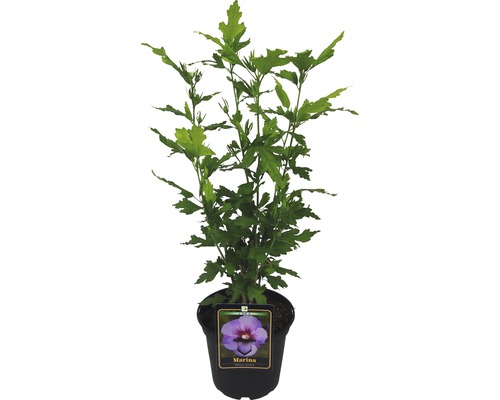 Ibišek v květináči, odrůda Marina