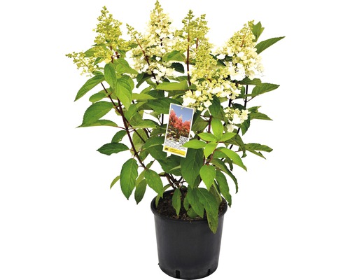 Hortenzie latnatá Hydrangea paniculata 'Pinky Winky' výška 40-60 květináč cm 5 l Latnatá hortenzie v květináči