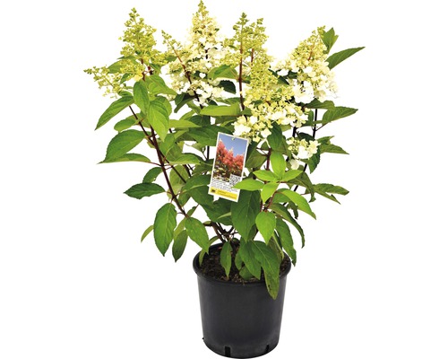 Hortenzie latnatá Hydrangea paniculata 'Pinky Winky' výška 40-60 květináč cm 5 l