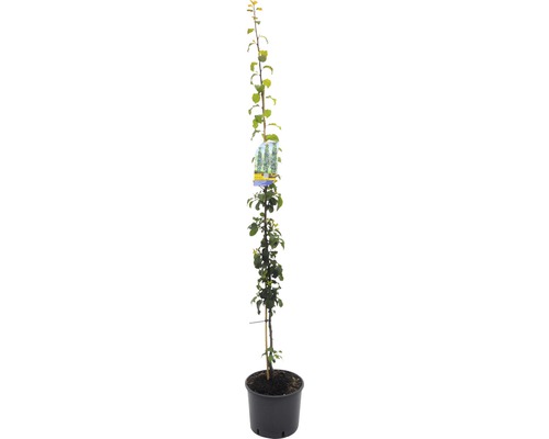 Slivoň švestka BIO sloupovitá samosprašná FloraSelf Bio Prunus domestica 'Anja' 130-150 cm květináč 10 l