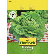Hlávkový salát 'Maikönig'