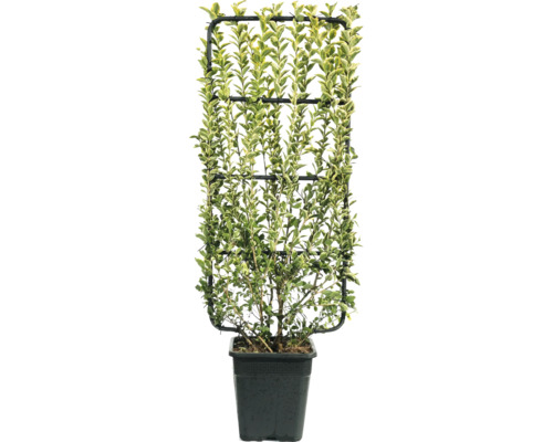 Ptačí zob rostoucí v květináči na mřížce