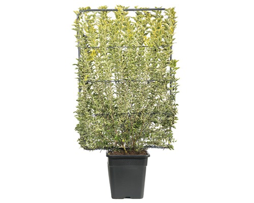 Popínavá rostlina Euonymus japonicus v květináči s mřížkou