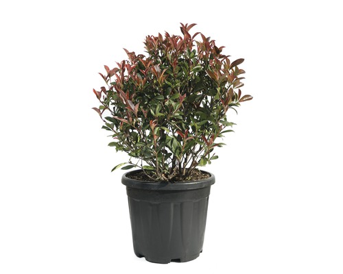 Blýskalka koule FloraSelf Photinia fraseri 'Robusta Compacta' Ø 40/45 cm květináč 18 l