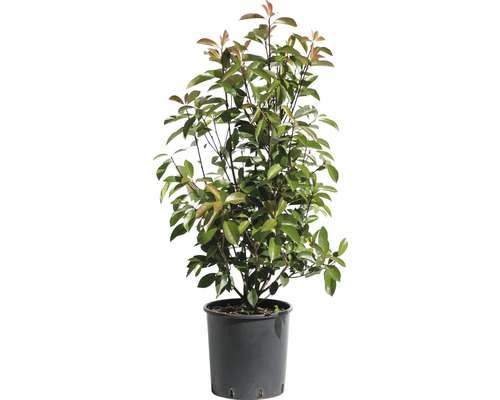 Blýskalka, blýskavka Fraserova FloraSelf Photinia fraseri 'Red Robin' výška 80-100 cm květináč 10 l