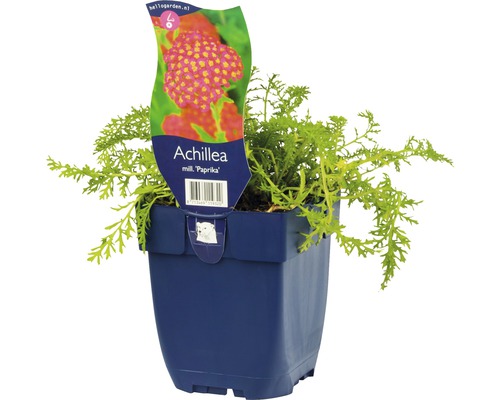 Řebříček obecný FloraSelf Achillea millefolium 'Paprika' 5-50 cm květináč 0,5 l Řebříček obecný Paprika rostlina v květináči