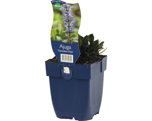 Zběhovec plazivý FloraSelf Ajuga reptans 'Chocolate Chips' 10-15 cm květináč 0,5 l Zběhovec plazivý ''Chocolate Chips'' v květináči
