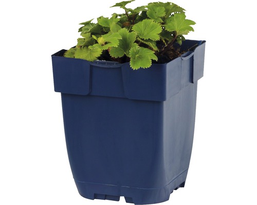 Sazenice jahodníku v květináči