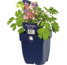 Orlíček velkokvětý FloraSelf Aquilegia 'Biedermeier' 5-20 cm květináč 0,5 l