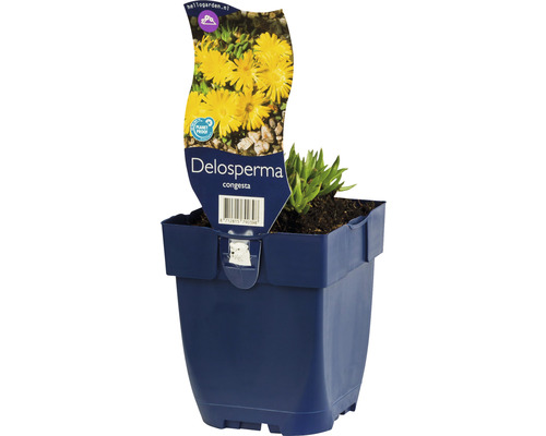 Kosmatec sedmikráskovitý FloraSelf Delosperma congesta 'Golden Nugget' 5-10 cm květináč 0,5 l