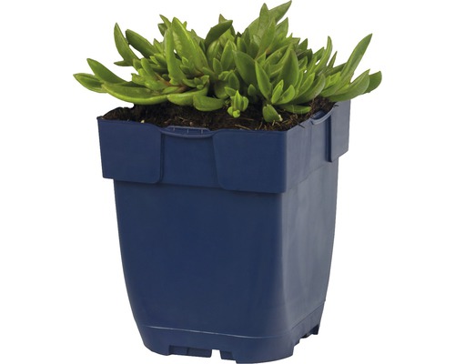 Kosmatec sedmikráskovitý v květináči