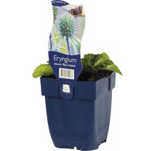 Máčka plocholistá FloraSelf Eryngium planum 'Blue Hobbit' 5-30 cm květináč 0,5 l