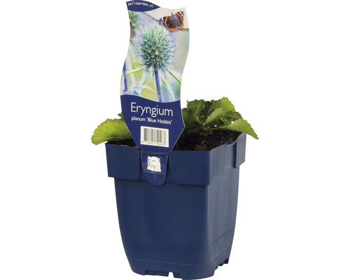 Máčka plocholistá FloraSelf Eryngium planum 'Blue Hobbit' 5-30 cm květináč 0,5 l Dračinec ''Blue Hobbit'' v květináči