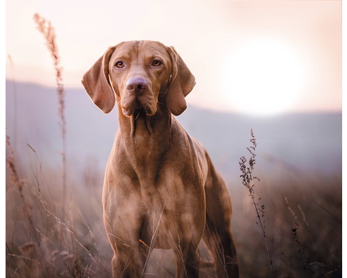 Portrét maďarského ohaře venku