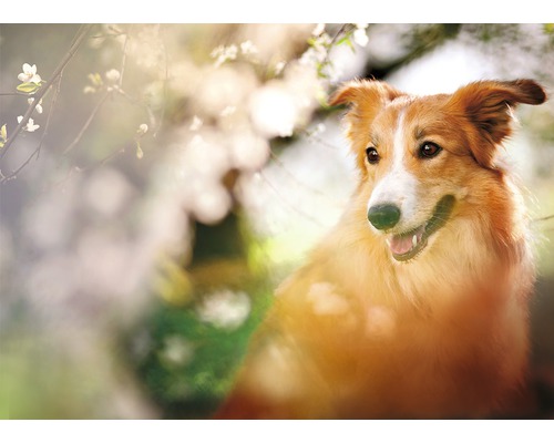 Portrét psa Border kolie venku