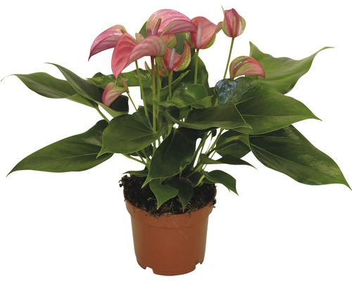 Toulitka, anturie růžová FloraSelf Anthurium andreanum výška 30-35 cm Ø květináče 12 cm