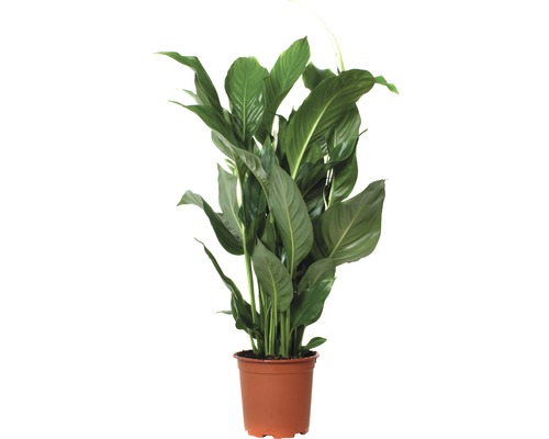 Toulcovka kolumbijská FloraSelf Spathiphyllum wallisii 'Sweet Silvio' 70-80 cm květináč Ø 17 cm