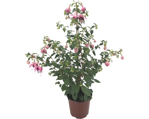 Fuchsie v květináči