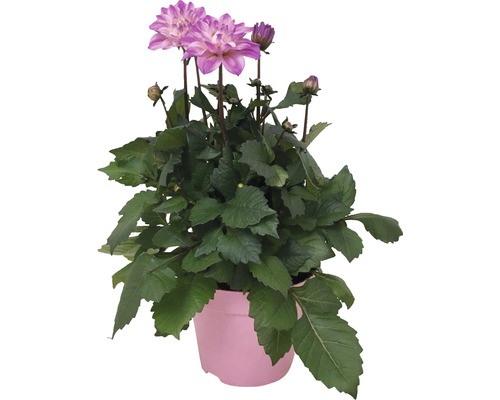 Jiřina FloraSelf Dahlia 'Temptation' květináč Ø 17 cm 1 ks, různé barvy