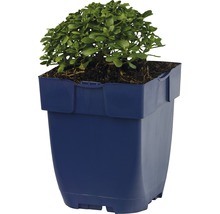 Keř vypěstovaný v květináči