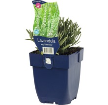 Levandule Edelweiss v květináči