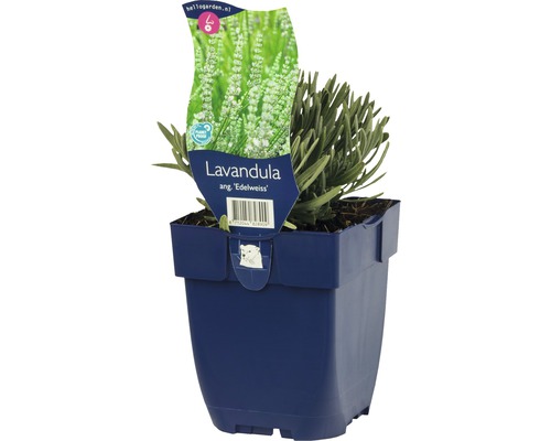 Levandule bílá FloraSelf Lavandula angustifolia 'Edelweiss' 5-20 cm květináč 0,5 l Levandule Edelweiss v květináči