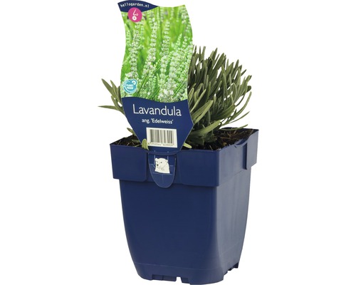 Levandule bílá FloraSelf Lavandula angustifolia 'Edelweiss' 5-20 cm květináč 0,5 l