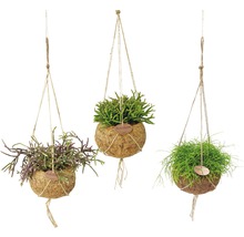 Kokedama závěs ripsalis FloraSelf mix Rhipsalis výška 30-35 cm květináč Ø 15 cm 1 ks, různé druhy