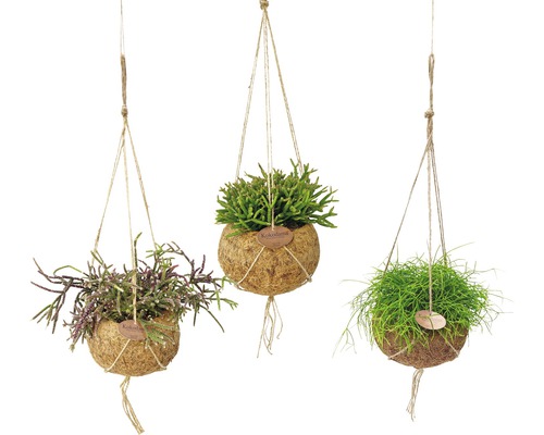 Kokodama závěs ripsalis FloraSelf mix Rhipsalis výška 30-35 cm květináč Ø 15 cm 1 ks, různé druhy Kokodama závěs ripsalis FloraSelf mix Rhipsalis výška 30-35 cm květináč Ø 15 cm 1 ks, různé druhy
