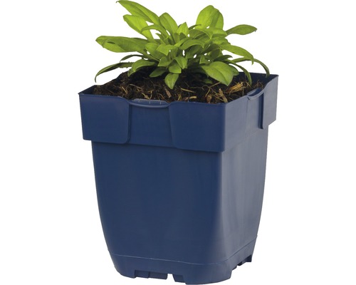 Čtvercový květináč s rostlinou