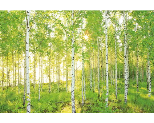 Březový les se slunečním světlem