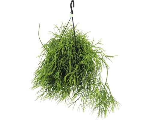 Korálový kaktus, ripsalis bobulonosný v závěsném květináči FloraSelf Rhipsalis 'Oasis' výška 20-30 cm květináč Ø 17 cm