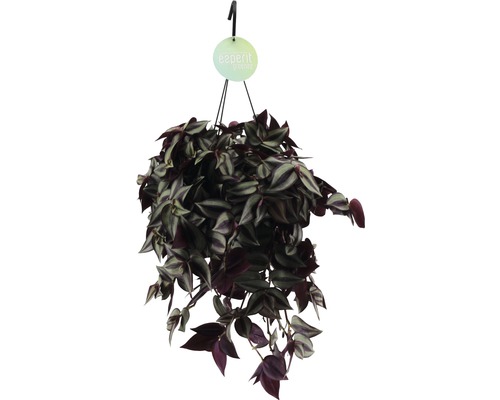 Podeňka v závěsném květináči FloraSelf Tradescantia zebrina 'Violet' výška vč. květináče 20-25 cm květináč Ø 17 cm