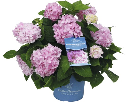 Hortenzie velkolistá Endless Summer® Hydrangea macrophylla 20-35 cm květináč 5 l růžová