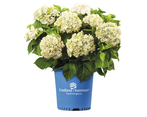 Hortenzie velkolistá Endless Summer® Hydrangea macrophylla 'The Bride' 20-35 cm květináč 5 l bílá