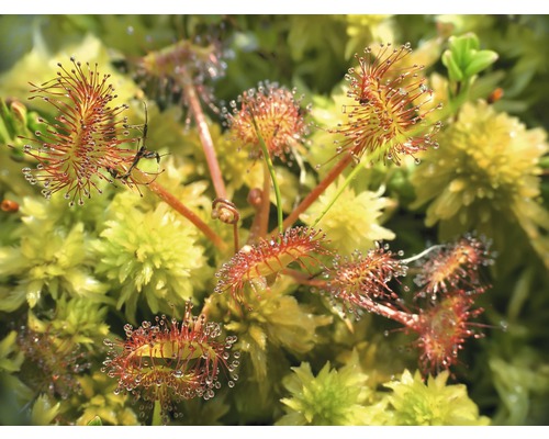 Rostlina rosnatky s hmyzem