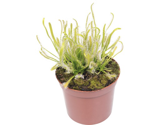 Rosička v květináči