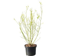 Zákula japonská FloraSelf Kerria japonica "Golden Guinea" 60-80 cm květináč 4,5 l