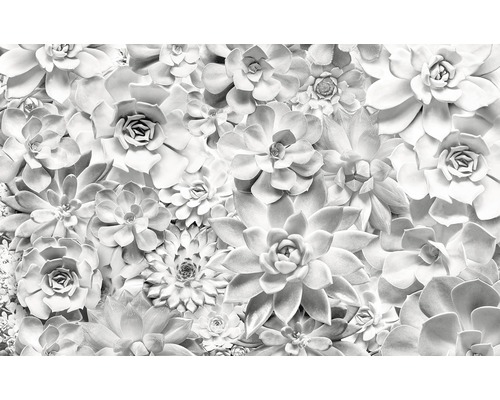 Fototapeta vliesová P962-VD4 Pure Shades Black and White 4-dílná 400x250 cm Detail sukulentů tvořících hustý povrch