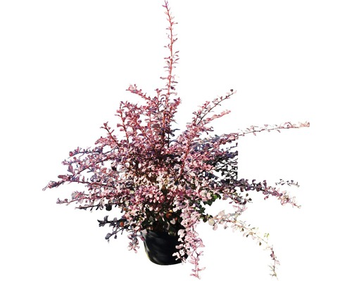 Dřišťál v květináči