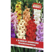 Balení šesti cibulí mečíků velkokvětých (Gladiolus Grandiflora) ve směsi